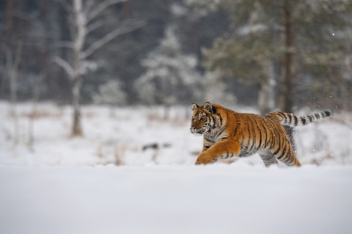 tygr ussurijský (Panthera tigris altaica)...