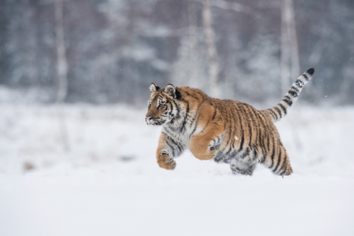 tygr ussurijský (Panthera tigris altaica)...