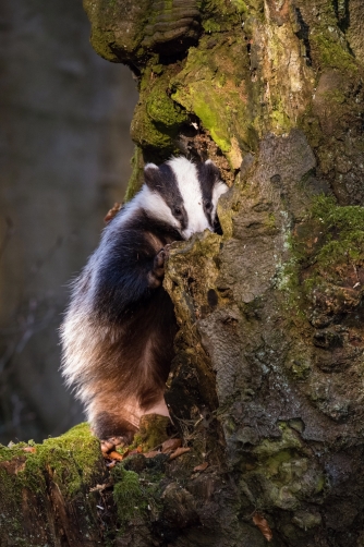 jezevec lesní (Meles meles) European badger