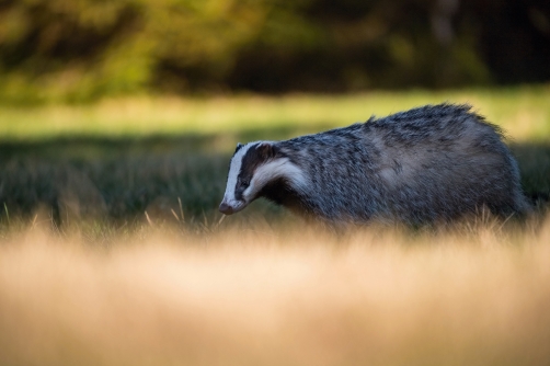 jezevec lesní (Meles meles) European badger