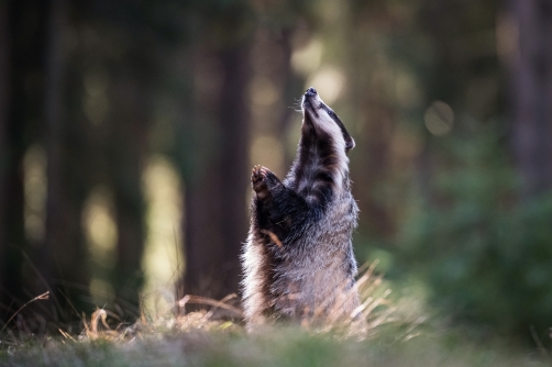 jezevec lesní (Meles meles) European badger