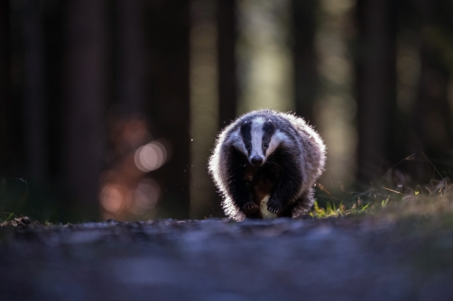 jezevec lesní (Meles meles) European badger