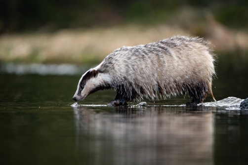 jezevec lesní (Meles meles) European badger