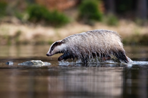 jezevec lesní (Meles meles) European badger