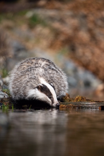 jezevec lesní (Meles meles) European badger