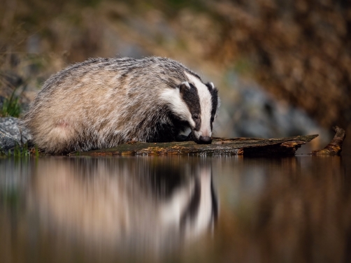 jezevec lesní (Meles meles) European badger