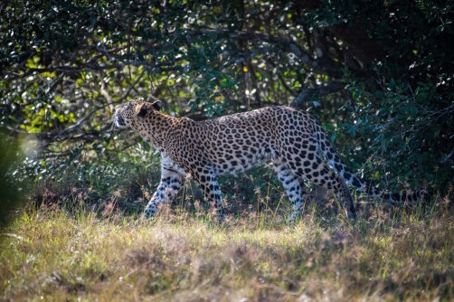 levhart cejlonský (Panthera pardus kotiya)...