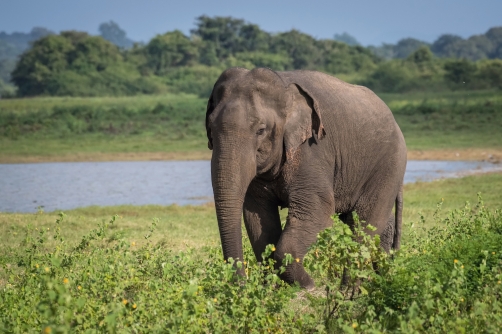 slon indický cejlonský (Elephas maximus...