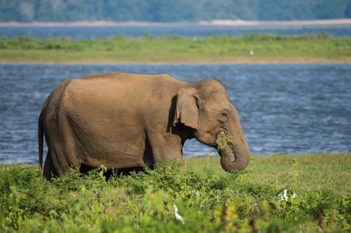 slon indický cejlonský (Elephas maximus...