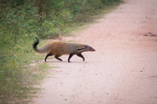 promyka pruhovaná (Herpestes vitticollis)...