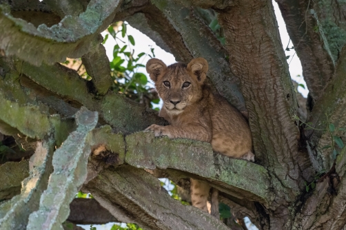 lev pustinný (Panthera leo) Lion