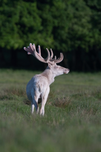 jelen lesní bílý (Cervus elaphus) Red deer