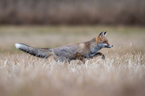 liška obecná (Vulpes vulpes) Red fox