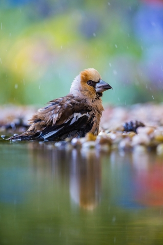 dlask tlustozobý (Coccothraustes...