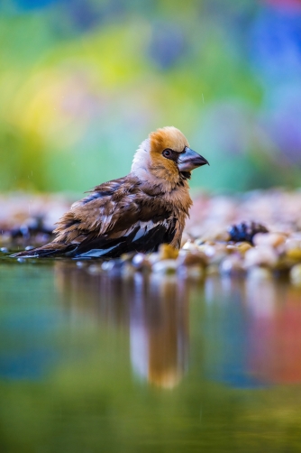 dlask tlustozobý (Coccothraustes...