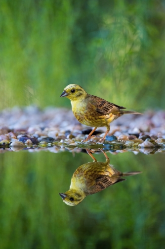 strnad obecný (Emberiza citrinella)...