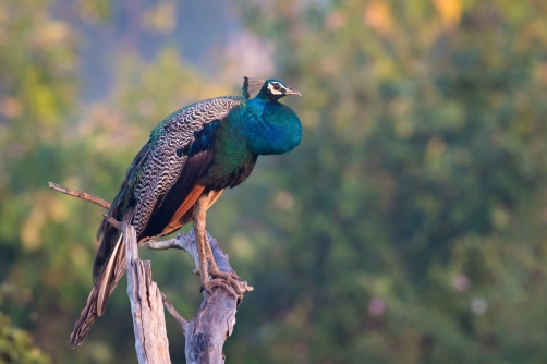 páv korunkatý (Pavo cristatus) Indian...