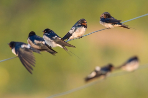 vlaštovka obecná (Hirundo rustica) Barn...