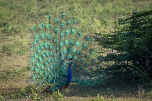 páv korunkatý (Pavo cristatus) Indian...