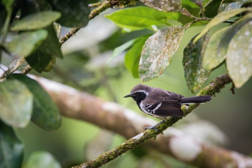 Northern white-fringed antwren (Formicivora...