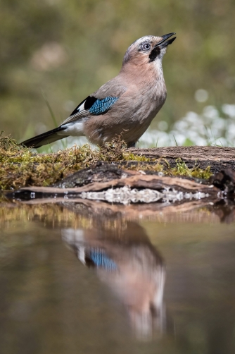 sojka obecná (Garrulus glandarius) Eurasian...