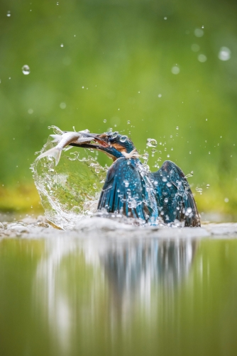 ledňáček říční (Alcedo atthis) Common...