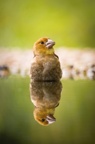 dlask tlustozobý (Coccothraustes...