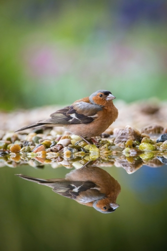 pěnkava obecná (Fringilla coelebs) Common...