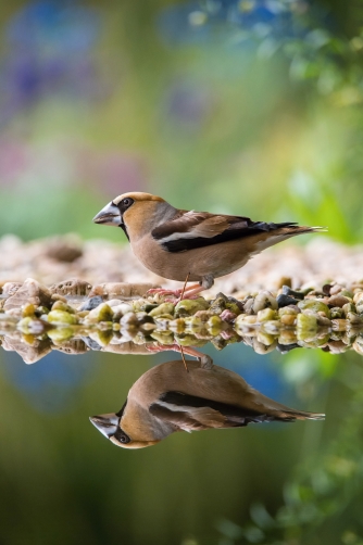 dlask tlustozobý (Coccothraustes...