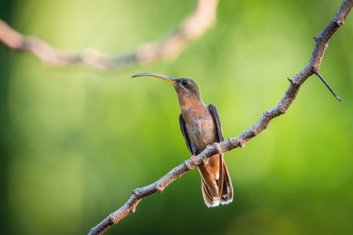 kolibřík ryšavoocasý (Glaucis hirsutus)...