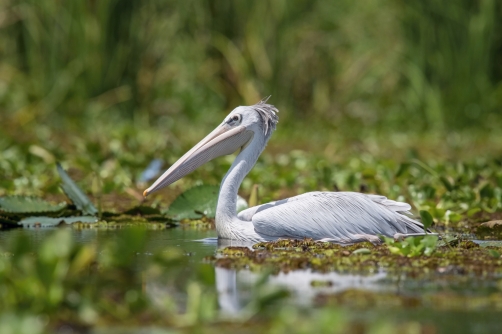 pelikán africký (Pelecanus rufescens)...