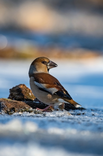 dlask tlustozobý (Coccothraustes...