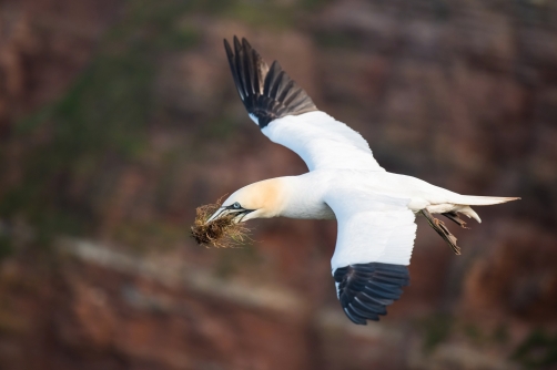 terej bílý (Morus bassanus) Northern gannet