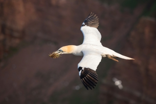 terej bílý (Morus bassanus) Northern gannet