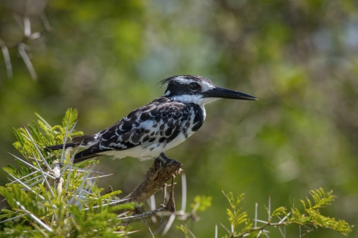 rybařík jižní (ceryle rudis) Pied...