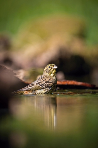 strnad obecný (Emberiza citrinella)...