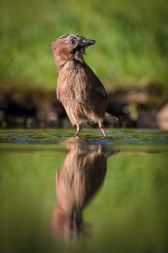 sojka obecná (Garrulus glandarius) Eurasian...