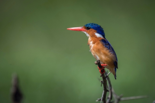 ledňáček malachitový (alcedo cristata)...