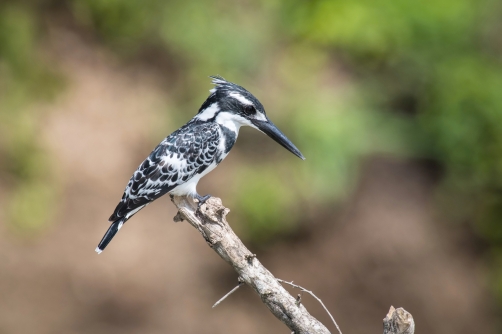 rybařík jižní (ceryle rudis) Pied...