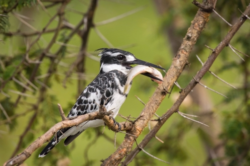 rybařík jižní (ceryle rudis) Pied...