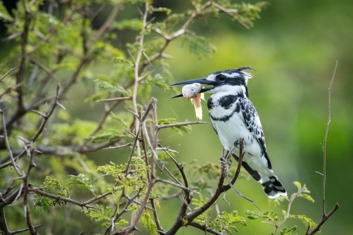 rybařík jižní (ceryle rudis) Pied...