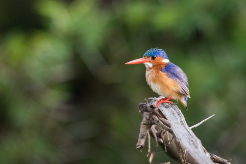 ledňáček malachitový (alcedo cristata)...