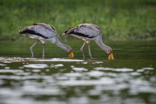 nesyt africký (Mycteria ibis) Yellow-billed...