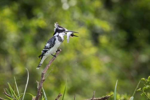 rybařík jižní (ceryle rudis) Pied...