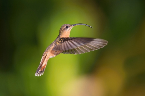 kolibřík ryšavoocasý (Glaucis hirsutus)...