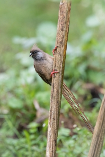 myšák hnědokřídlý (Colius striatus)...