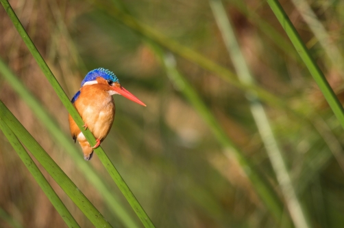 ledňáček malachitový (alcedo cristata)...