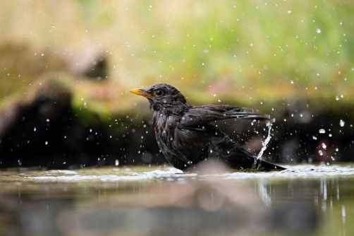 kos černý (Turdus merula) Common blackbird