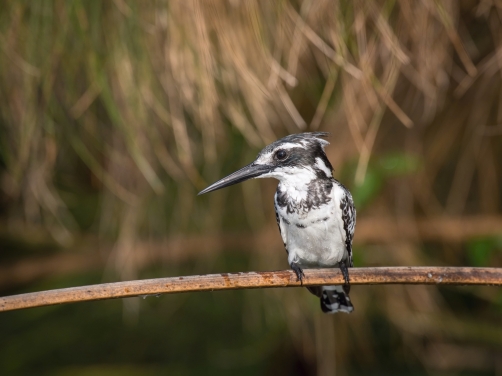 rybařík jižní (ceryle rudis) Pied...