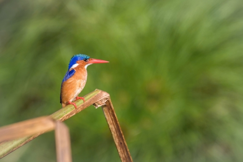 ledňáček malachitový (alcedo cristata)...